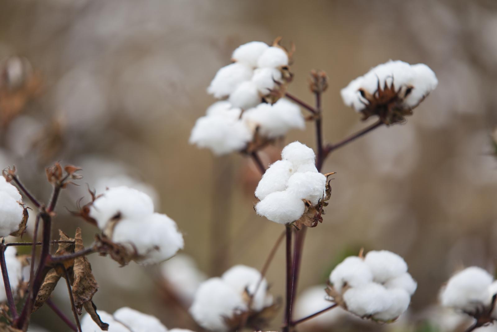 Cotton Fields Ready for Harvest