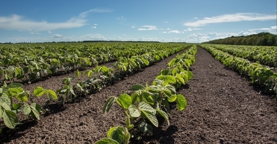 B Sure.soybeans