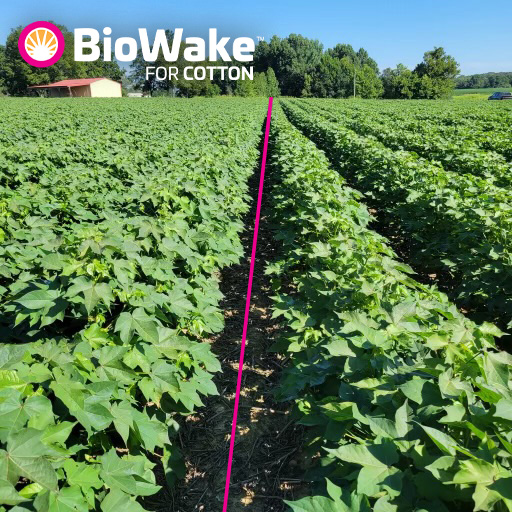 Biowake for cotton before/after in the field