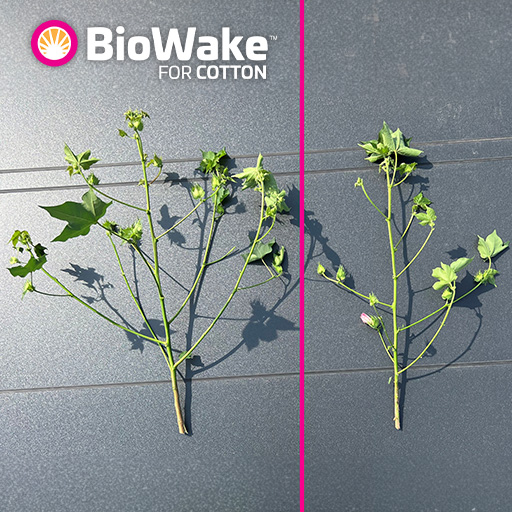 Biowake for cototn twigs