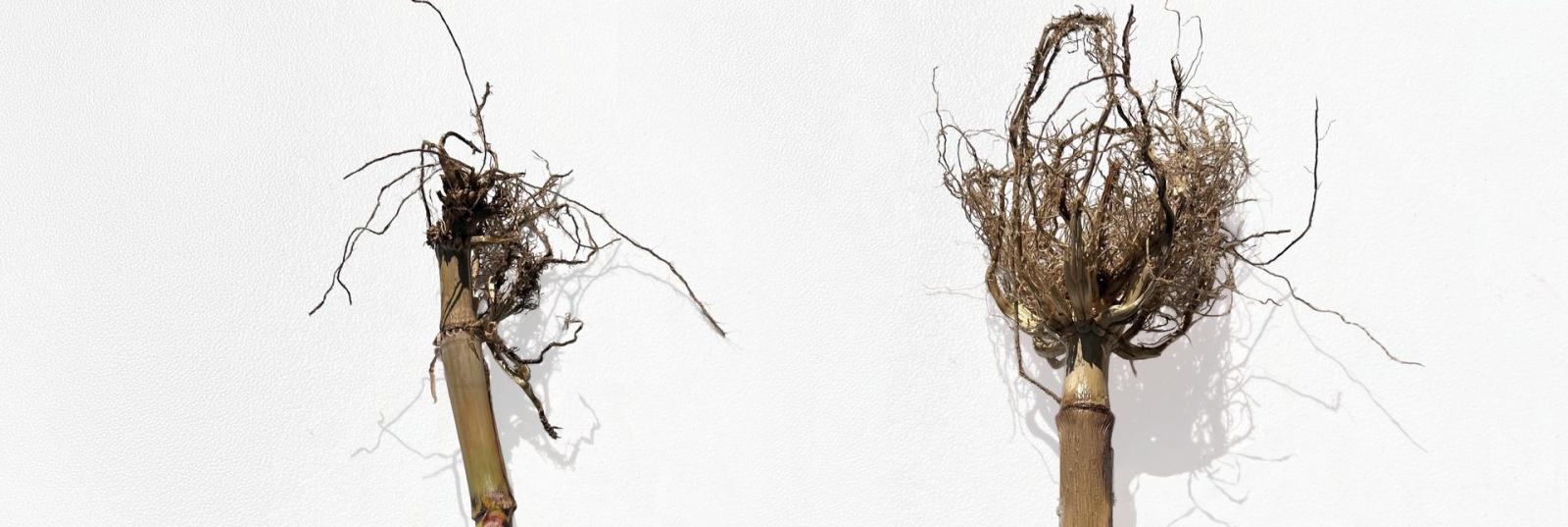 Untreated corn root with thin, sparse roots beside a Duro LQ treated root with fuller, more developed root mass