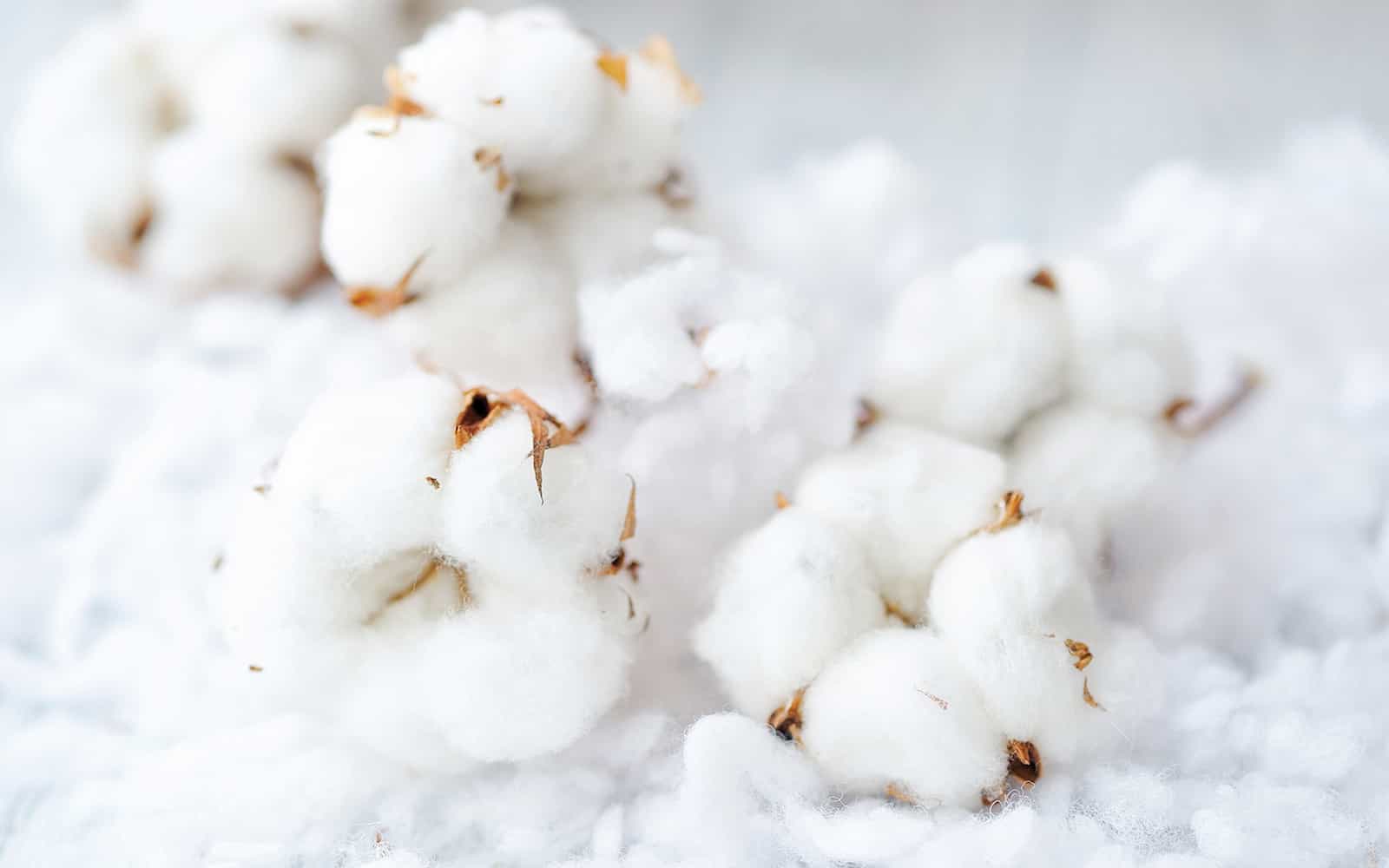 The Importance of Clean Cotton During Harvest