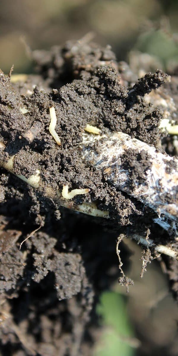 Corn rootworm larvae